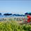 Bar Bagni La Pineta Marina di Bibbona